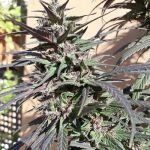 Purple Haze 23 A5 Feminised Seeds - 5