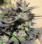 Purple Haze 23 A5 Feminised Seeds - 5