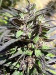 Purple Haze 23 A5 Feminised Seeds - 5
