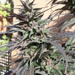 Purple Haze 23 A5 Feminised Seeds - 5