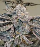 Runtz Feminized Seeds - BULK x 100