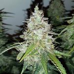 Big Devil Auto Féminisée Semences - BULK x 100