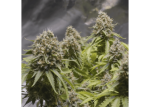 Critical 2.0+ Auto Feminised Seeds - BULK x 100