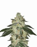 Aurora Indica Auto Feminizowane Nasiona - 5
