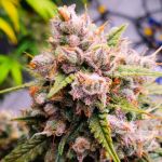 Aurora Indica Auto Feminizowane Nasiona - 5