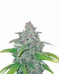 Blue Dream Auto Feminizowane Nasiona - 5