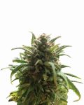 Blue Dream Zwykły Nasiona - 10