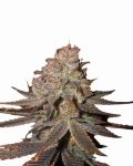 Blueberry Auto Feminizowane Nasiona - 5