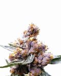 Blueberry Feminizowane Nasiona - 5