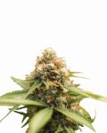 Durban Poison Zwykły Nasiona - 10