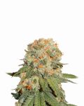 Orange Bud Regular Seeds - 10