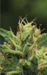 Humboldt Sour Diesel Feminised Seeds