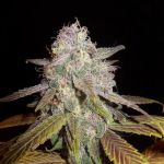 Blueberry F5 Régulier Graines - 6