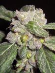 Blueberry F5 Régulier Graines - 6