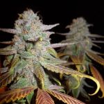 Blueberry F5 Régulier Graines - 6