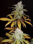 Blueberry F5 Régulier Graines - 6