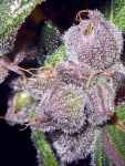 Flo F5 Régulier Graines - 6