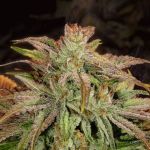 Flo F5 Regular Seeds - 6