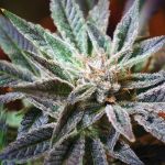 Flo Regelmäßig Saatgut - 6