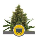 Shining Silver Haze Regulär Samen - 10
