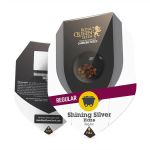 Shining Silver Haze Regulär Samen - 10