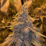 HashPlant Haze x Kali China Feminisiert Samen - 5