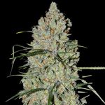 Pineapple Express #2 Auto Feminised Seeds - 5