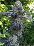 Death Scout Regular Seeds - 12