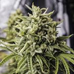 Bubba Kush Auto Feminized Seeds - BULK x 100