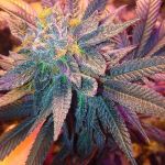 Candyland Auto Feminized Seeds - BULK x 100