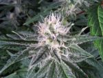 Critical Kush Auto Feminized Seeds - BULK x 100
