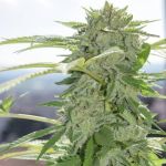 Grease Monkey Auto Feminized Seeds - BULK x 100
