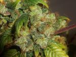 Gushers Auto Feminized Seeds - BULK x 100