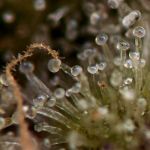 Oreoz Auto Feminised Seeds - BULK x 100