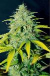 Ice Cream Cake FAST Feminized Seeds - BULK x 100