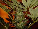 Zookies Feminized Seeds - BULK x 100