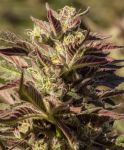 La Jefa Fast Feminized Seeds - 5