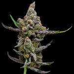 Sail Haten Feminised Seeds - 5