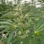 Latte Lato Feminised Seeds - 5