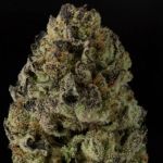 Wonka's Vineyard Feminised Seeds - 5