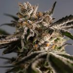 Ice Cold Feminised Seeds - 5