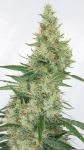 Super Panama Haze Feminised Seeds - 5
