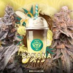 Banana Latte Feminised Seeds - 5