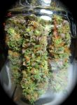 Sweet Island Skunk Regular Seeds - 12