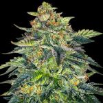 London Cream Cake Auto Feminized Seeds - 5