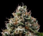 Sour Best Afghani Regular Seeds - 11