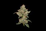 Sour Best Afghani Regular Seeds - 11