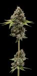 Sour Best Afghani Regular Seeds - 11