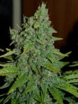 Blueberry FAST Feminized Seeds - BULK x 100