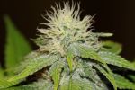 Green Crack FAST Feminized Seeds - BULK x 100